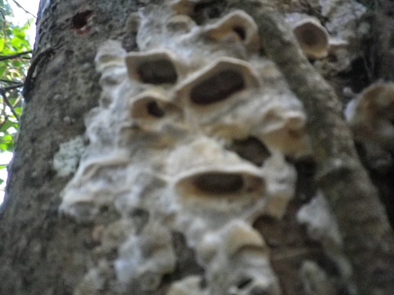 Polyporacea da identificare 1